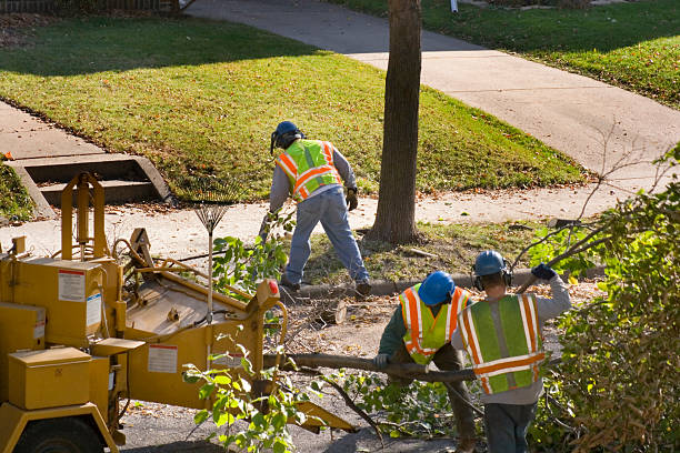 Best Tree Maintenance Programs  in Port Townsend, WA