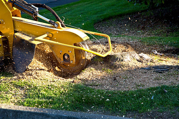 Best Tree Fertilization Services  in Port Townsend, WA