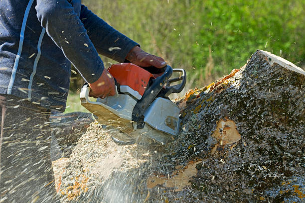 Best Storm Damage Tree Cleanup  in Port Townsend, WA