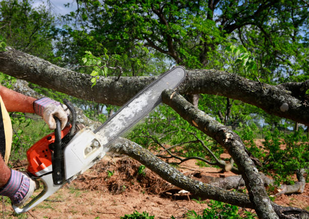 How Our Tree Care Process Works  in  Port Townsend, WA